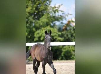 Tysk sporthäst, Hingst, 1 år, Grå