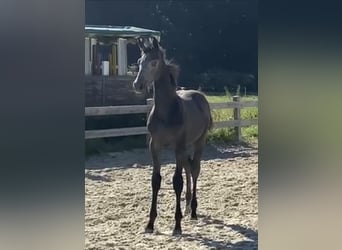 Tysk sporthäst, Hingst, 1 år, Grå