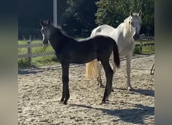 Tysk sporthäst, Hingst, 1 år, Grå