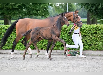 Tysk sporthäst, Hingst, 1 år, Kan vara vit