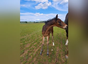 Tysk sporthäst, Hingst, 1 år, Mörkbrun