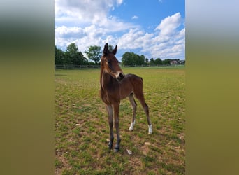 Tysk sporthäst, Hingst, 1 år, Mörkbrun
