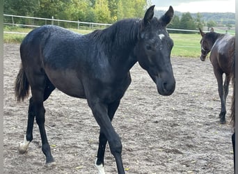 Tysk sporthäst, Hingst, 1 år, Rökfärgad svart