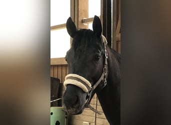 Tysk sporthäst, Hingst, 2 år, 160 cm, Rökfärgad svart