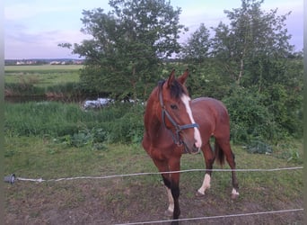 Tysk sporthäst, Hingst, 2 år, 170 cm, Brun