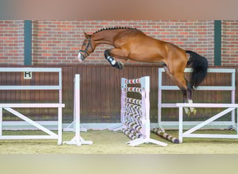 Tysk sporthäst, Hingst, 2 år, 170 cm, Brun