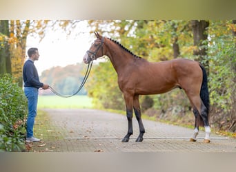 Tysk sporthäst, Hingst, 2 år, 170 cm, Brun