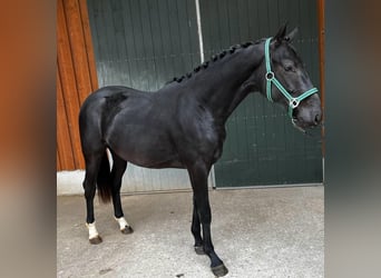 Tysk sporthäst, Hingst, 2 år, Svart