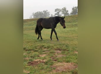 Tysk sporthäst, Hingst, 3 år, 160 cm, Mörkbrun