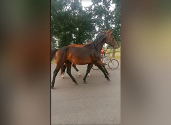 Tysk sporthäst, Hingst, 3 år, 160 cm, Mörkbrun