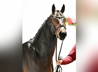 Tysk sporthäst, Hingst, 3 år, 164 cm, Mörkbrun