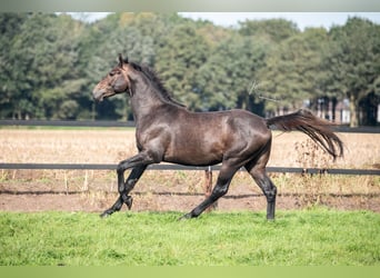 Tysk sporthäst, Hingst, 3 år, 165 cm, Grå-mörk-brun