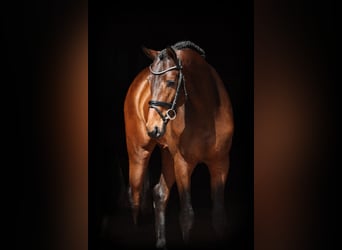 Tysk sporthäst, Hingst, 3 år, 166 cm, Mörkbrun