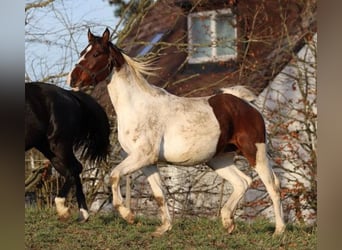 Tysk sporthäst, Hingst, 3 år, 167 cm, Pinto