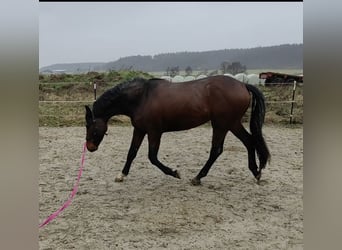 Tysk sporthäst, Hingst, 4 år, 163 cm, Brun