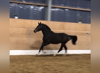 Tysk sporthäst, Hingst, 4 år, 168 cm, Brun