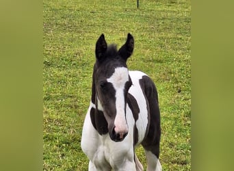 Tysk sporthäst, Hingst, Föl (06/2024), 168 cm, Pinto