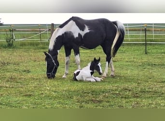 Tysk sporthäst, Hingst, Föl (06/2024), 168 cm, Pinto