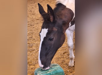 Tysk sporthäst, Hingst, Föl (06/2024), 168 cm, Pinto