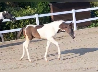 Tysk sporthäst, Hingst, Föl (06/2024), 168 cm, Pinto