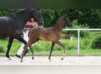 Tysk sporthäst, Hingst, Föl (05/2024), 169 cm, Rökfärgad svart