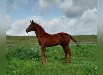 Tysk sporthäst, Hingst, Föl (06/2023), 170 cm, Fux