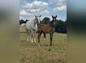 Tysk sporthäst, Hingst, Föl (05/2024), 170 cm, Grå