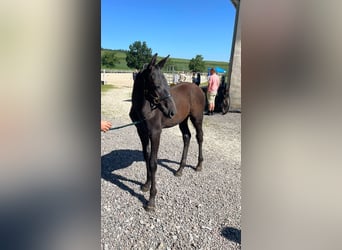 Tysk sporthäst, Hingst, Föl (04/2024), 170 cm, Kan vara vit