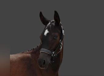 Tysk sporthäst, Hingst, Föl (04/2023), 170 cm, Mörkbrun