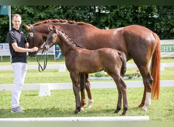 Tysk sporthäst, Hingst, Föl (04/2024), 170 cm, Rökfärgad svart