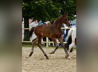 Tysk sporthäst, Hingst, Föl (05/2024), 174 cm, Rökfärgad svart