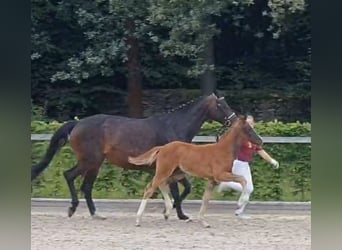 Tysk sporthäst, Hingst, Föl (04/2024), 175 cm, Fux