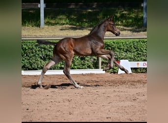 Tysk sporthäst, Hingst, Föl (05/2023), 175 cm, Mörkbrun