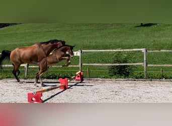 Tysk sporthäst, Hingst, Föl (05/2024), Braunfalbschimmel