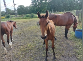 Tysk sporthäst, Hingst, Föl (04/2023), Brun