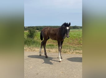 Tysk sporthäst, Hingst, Föl (04/2023), Grå-mörk-brun