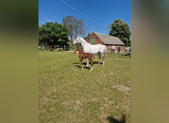 Tysk sporthäst, Hingst, Föl (05/2024), Kan vara vit