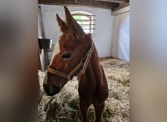 Tysk sporthäst, Hingst, Föl (05/2024), Kan vara vit