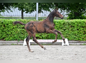 Tysk sporthäst, Hingst, Föl (04/2023), Kan vara vit