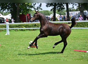Tysk sporthäst, Hingst, Föl (04/2024), Mörkbrun