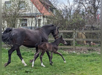 Tysk sporthäst, Hingst, Föl (03/2024), Mörkbrun
