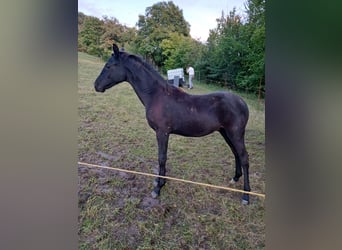 Tysk sporthäst, Hingst, Föl (03/2024), Rökfärgad svart