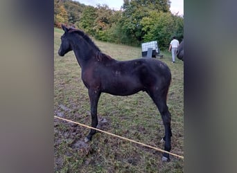 Tysk sporthäst, Hingst, Föl (03/2024), Rökfärgad svart