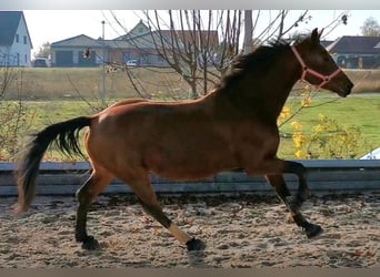 Tysk sporthäst, Sto, 10 år, 163 cm, Brun