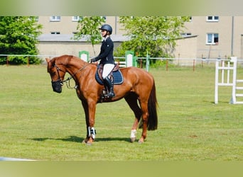 Tysk sporthäst, Sto, 10 år, 168 cm