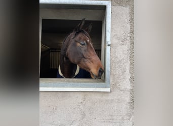 Tysk sporthäst, Sto, 10 år, 168 cm, Brun