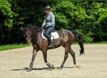 Tysk sporthäst, Sto, 11 år, 164 cm, Mörkbrun