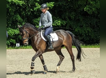 Tysk sporthäst, Sto, 11 år, 164 cm, Mörkbrun