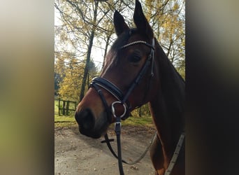Tysk sporthäst, Sto, 11 år, 170 cm, Brun