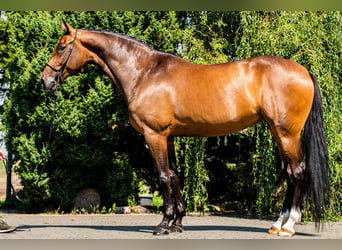 Tysk sporthäst, Sto, 11 år, 175 cm, Mörkbrun